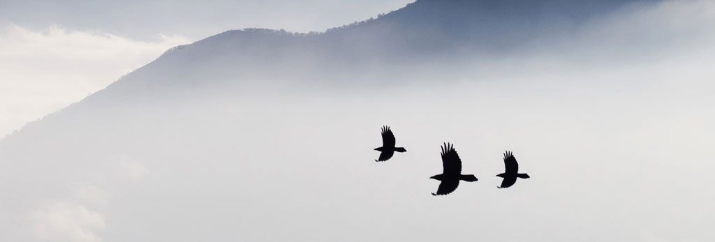 June Asset Allocation Top Image - birds flying through clouds.